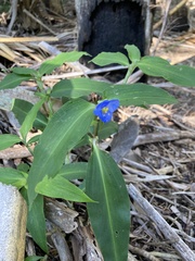 Commelina virginica