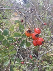 Rosa californica