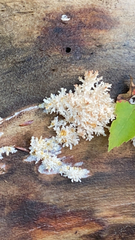 Hericium coralloides