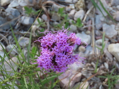 Liatris punctata