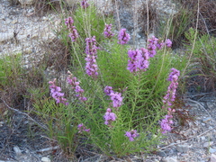 Liatris punctata
