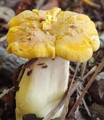 Cantharellus phasmatis
