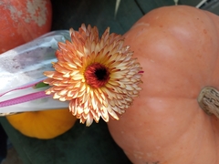 Chrysanthemum morifolium