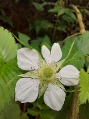 Rubus rosifolius