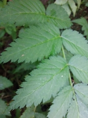 Rubus rosifolius