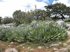 Agave salomonii