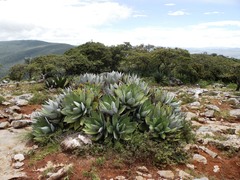 Agave salomonii