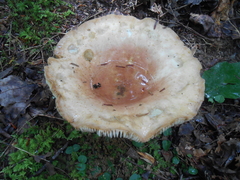 Russulaceae