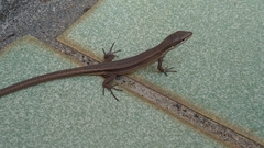 Takydromus