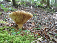 Russulaceae