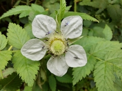 Rubus rosifolius