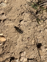 Cicindela purpurea