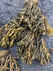 Pelvetia canaliculata