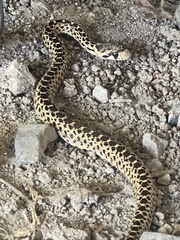 Pituophis catenifer catenifer