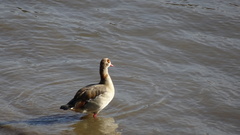 Alopochen aegyptiaca