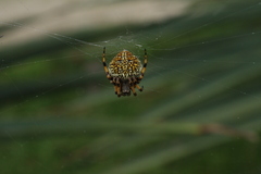 Neoscona orizabensis