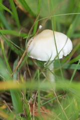 Lepiota erminea