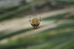 Neoscona orizabensis