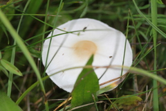 Lepiota erminea