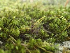 Racomitrium aciculare