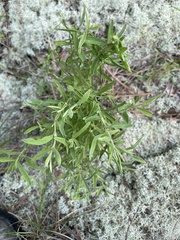 Eupatorium linearifolium