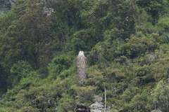 Furcraea parmentieri