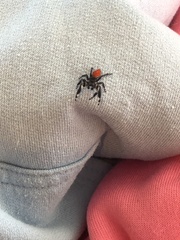 Phidippus insignarius