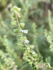 Ambrosia artemisiifolia