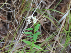 Asclepias texana