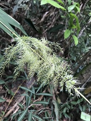 Olyra latifolia
