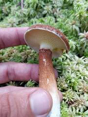 Suillus ampliporus