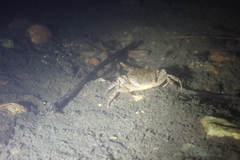 Cryptopotamon anacoluthon