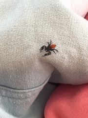 Phidippus insignarius