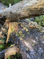 Stereum subtomentosum