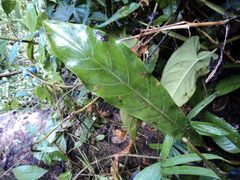 Anthurium schlechtendalii