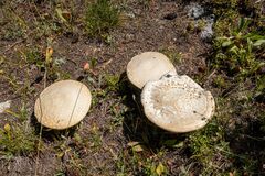 Calvatia booniana