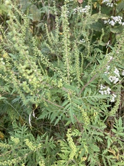 Ambrosia artemisiifolia