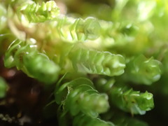 Marsupella emarginata