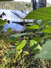 Rhamnus alnifolia