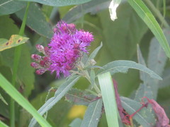 Vernonia fasciculata