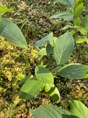 Rhamnus alnifolia