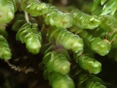 Marsupella emarginata