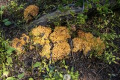 Ramaria rasilispora