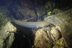 Pterocryptis anomala