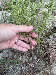 Eupatorium linearifolium