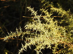 Ulex argenteus argenteus