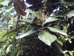 Miconia calvescens
