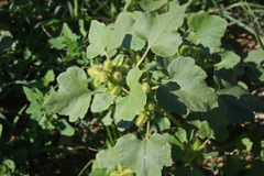 Xanthium orientale italicum