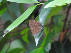 Arhopala athada
