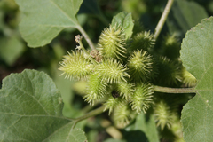 Xanthium orientale italicum